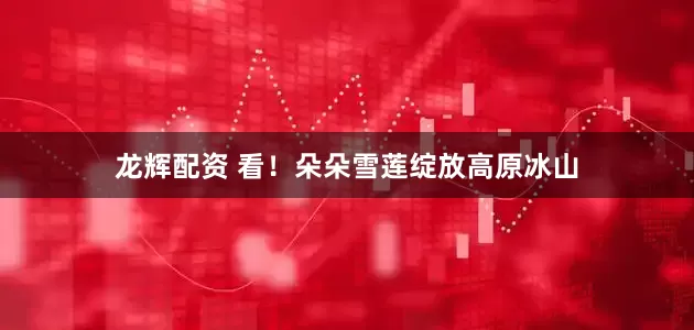 龙辉配资 看！朵朵雪莲绽放高原冰山